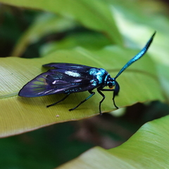 Zama nigrigemma
