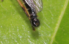 Neoitamus