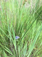 Icaricia icarioides fenderi