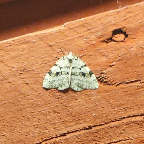 Autumnal Moth