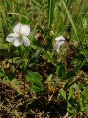 Viola stagnina