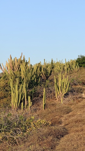 Pilosocereus catingicola