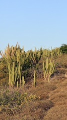 Pilosocereus catingicola