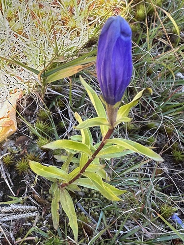 Narrowleaf Gentian
