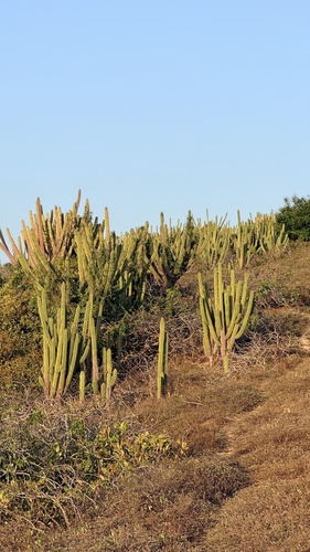 Pilosocereus catingicola, photograph 2