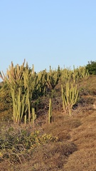 Pilosocereus catingicola, photograph author not stated, no rights reserved