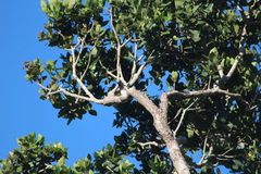 Stactolaema leucotis