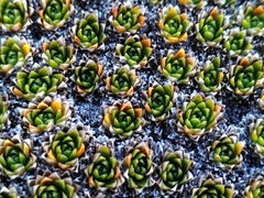 Hectorella caespitosa