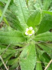 Nonea lutea