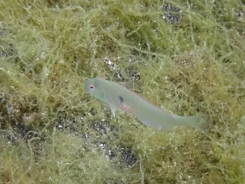 Iniistius pentadactylus observed 2026-09-10