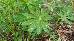 Lupinus polyphyllus