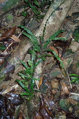 Lomariopsis boninensis