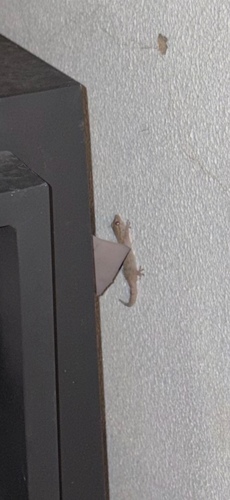 Moorish Gecko