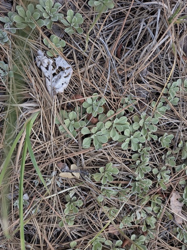 Antennaria parvifolia, photograph 3