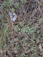 Antennaria parvifolia, photograph (c) Kalvin Chan, some rights reserved (CC BY)