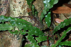 Lomariopsis boninensis
