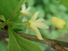 Schisandraceae