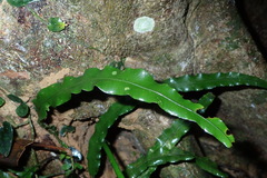 Lomariopsis boninensis
