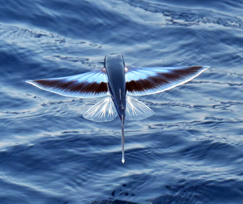 Cypselurus observed 2026-09-07