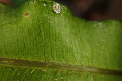 Lomariopsis boninensis