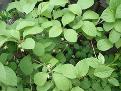 Schisandraceae