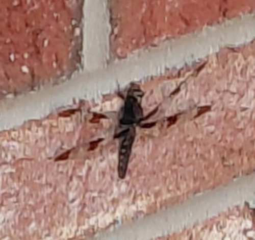 Common Whitetail