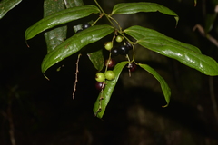 Ripogonum discolor