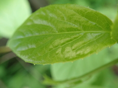 Schisandraceae