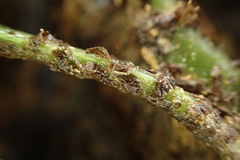 Lomariopsis boninensis