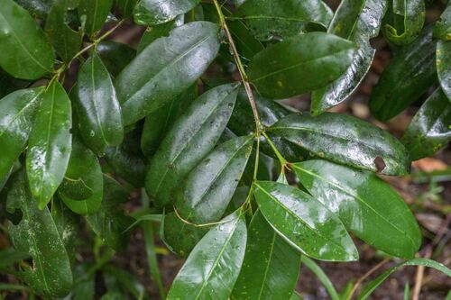 Syzygium moorei, 2026-09-10