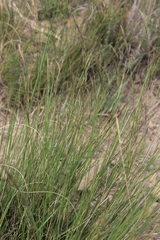 Aristida junciformis