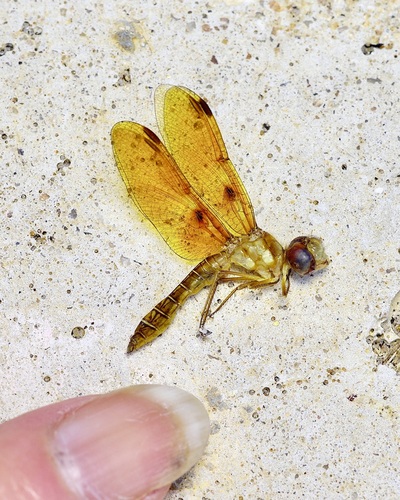 Eastern Amberwing