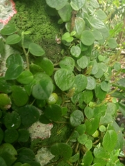 Peperomia serpens