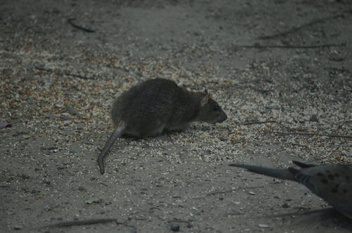 Rat photographed near here on 2026-09-11