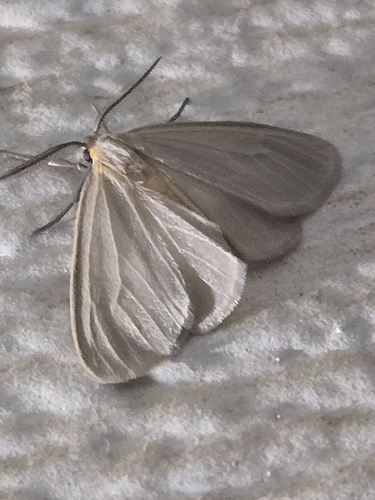 Mouse-colored Tiger Moth