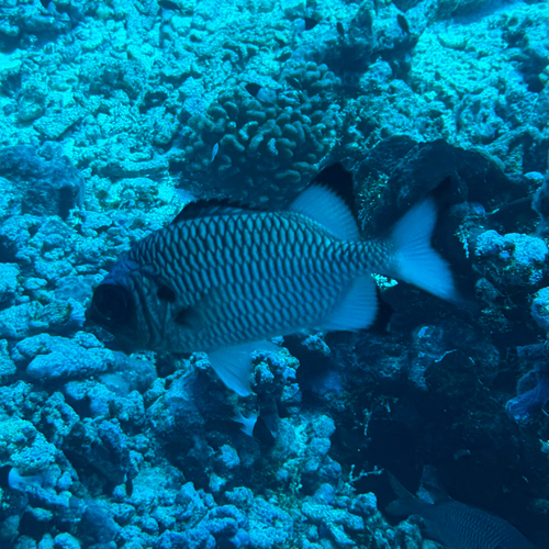 Myripristis adusta observed 2026-09-11