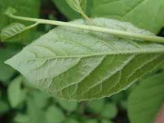 Schisandraceae