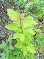 Acer tataricum