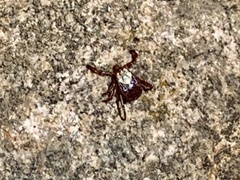 Dermacentor andersoni