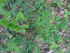 Peucedanum alsaticum