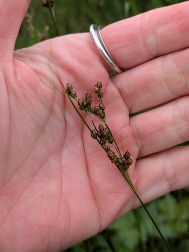 Juncus compressus, photograph 3