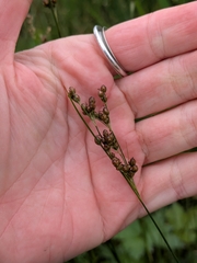 Juncus compressus, photograph author not stated, no rights reserved