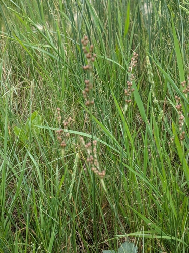 Juncus compressus, photograph 4