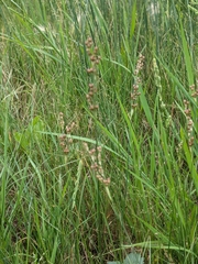 Juncus compressus, photograph author not stated, no rights reserved