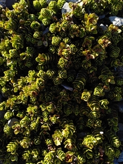 Veronica macrocalyx macrocalyx