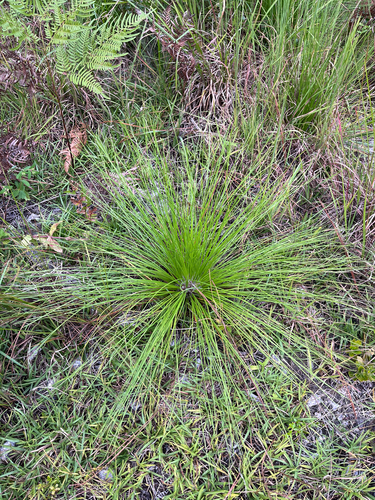 Pinus palustris, photograph 3