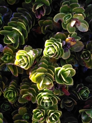 Veronica macrocalyx macrocalyx