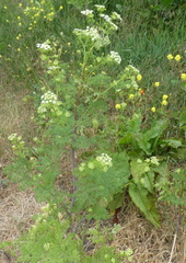 Chaerophyllum bulbosum