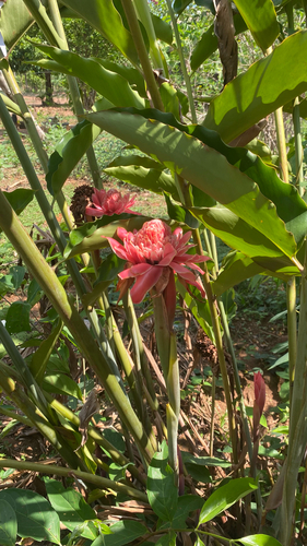 Torch ginger
