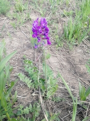 Oxytropis ambigua
